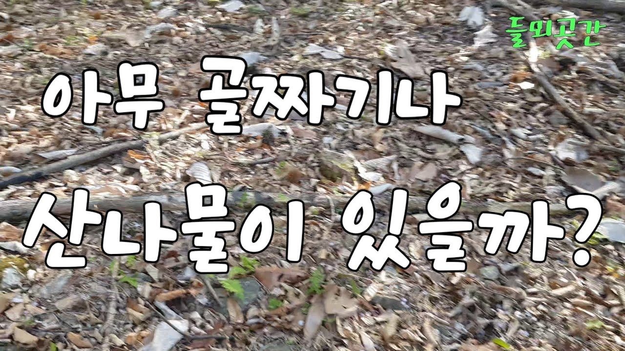 어떤 골짜기라도 산나물이 있을까? #독활.바디나물.머위.노루오줌.딱총나무.물레나물.고추나물.뚝갈.덩굴별꽃 등