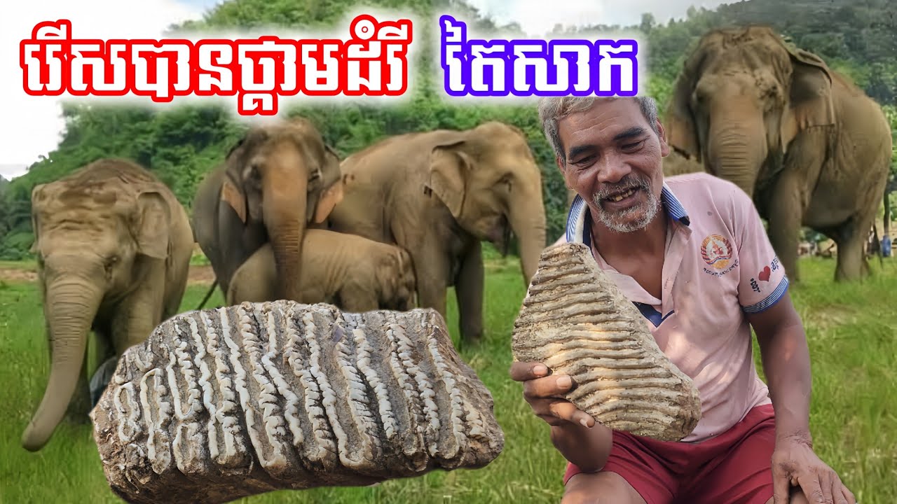 លោកឪបង្ហាញថ្គាមដំរីតៃសាក ដែលរើសបាននៅភ្នំខ្មោច
