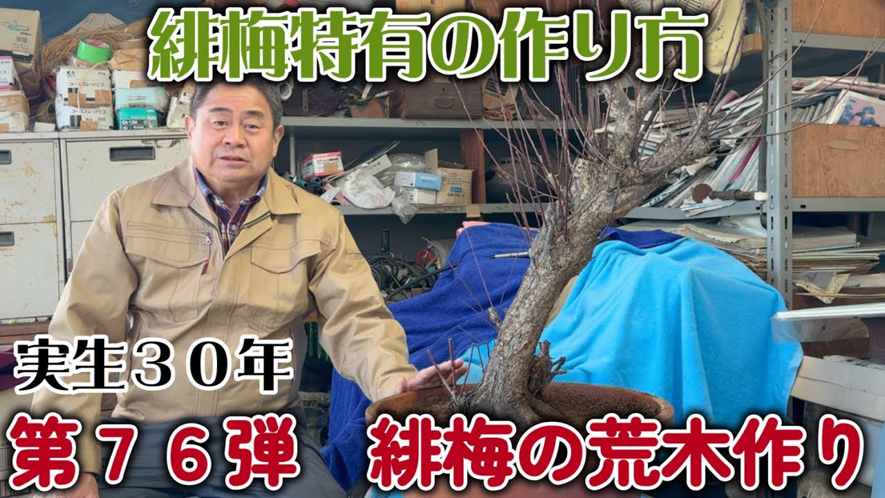 【盆栽】第７６弾　緋梅の荒木作り【実生３０年緋梅特有の作り方】
