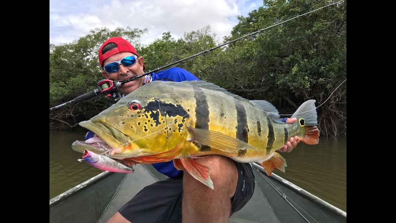 ATAQUE NA SUPERF&Iacute;CIE ESPETACULAR DE UM TUCUNAR&Eacute; A&Ccedil;U
