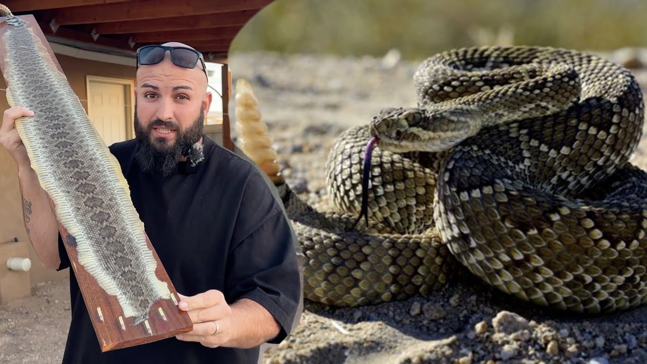 Las Pieles de Las VIVORAS Cascabel Gigantes 🔥