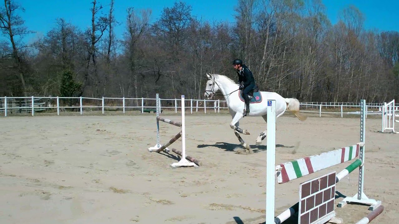 Percorso di salto ostacoli: corso di equitazione online