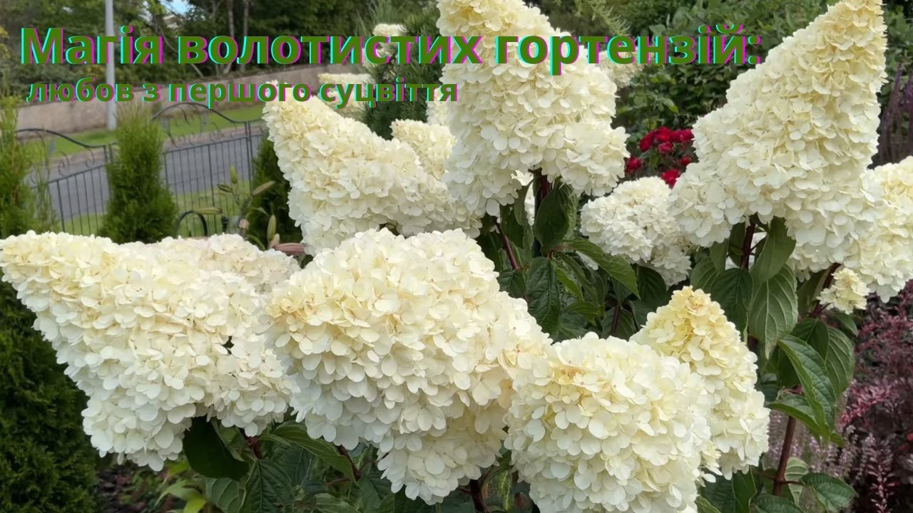 Магія волотистих гортензій: любов з першого суцвіття 05/08/2025