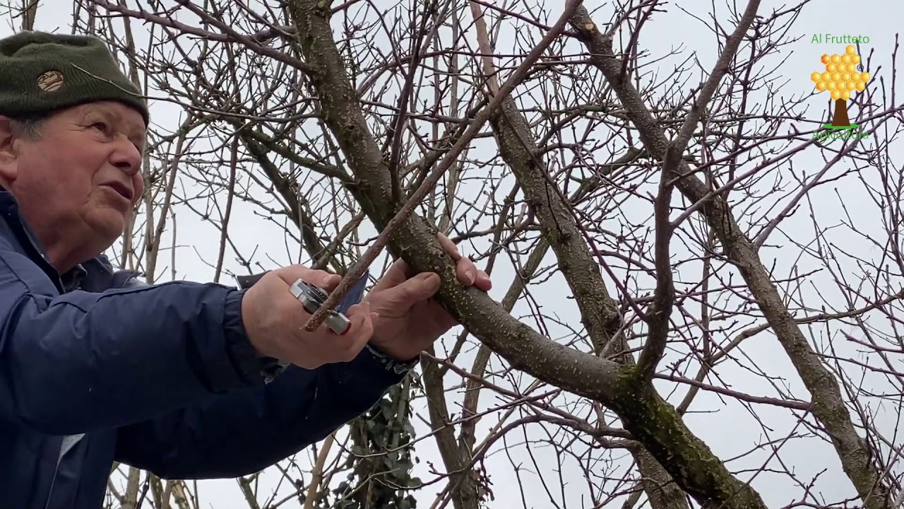 L'Albicocco