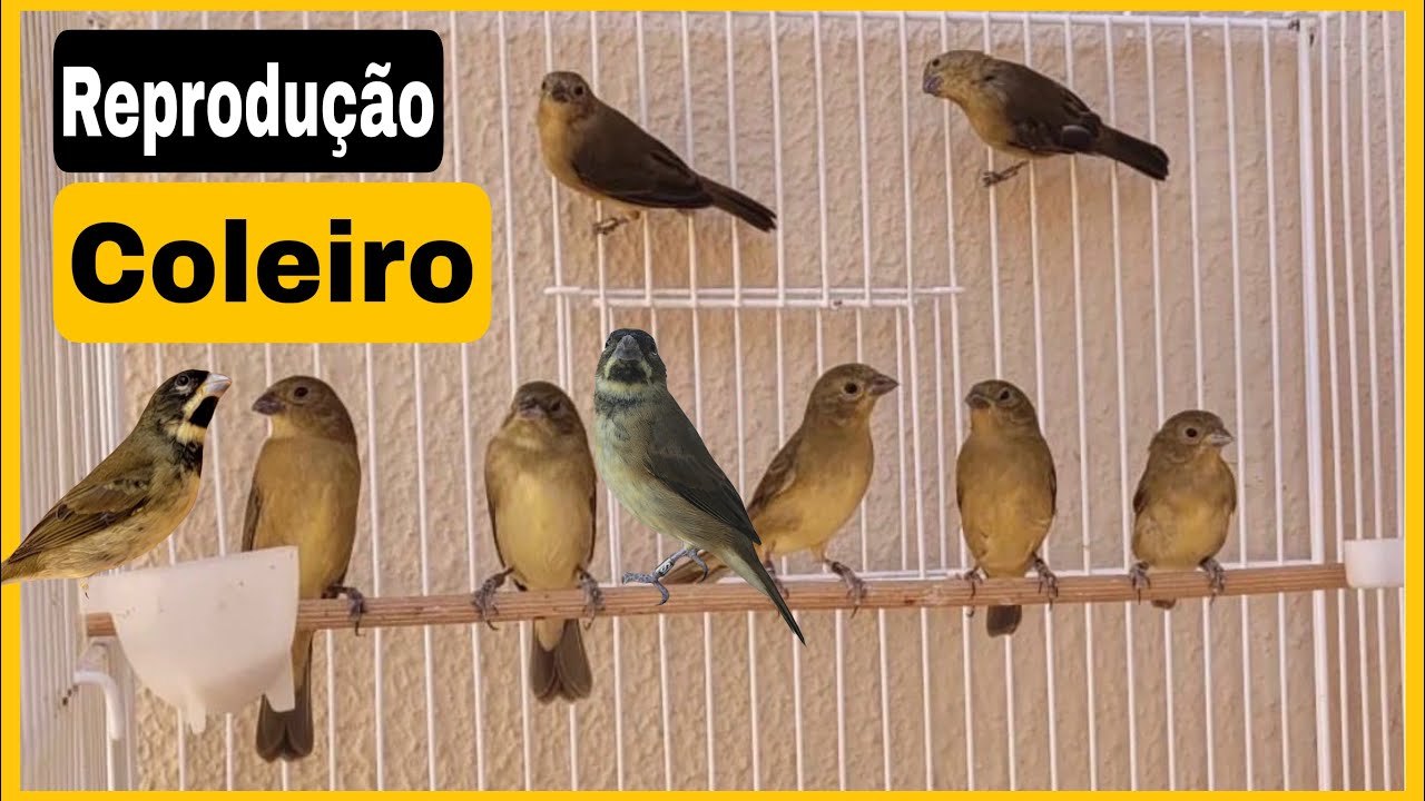 Reprodução do Coleiro Papa-Capim 🕊️ | Dicas Para Ter Sucesso na Criação!