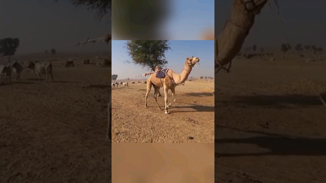 Camel pulling water from well 😳 #shorts