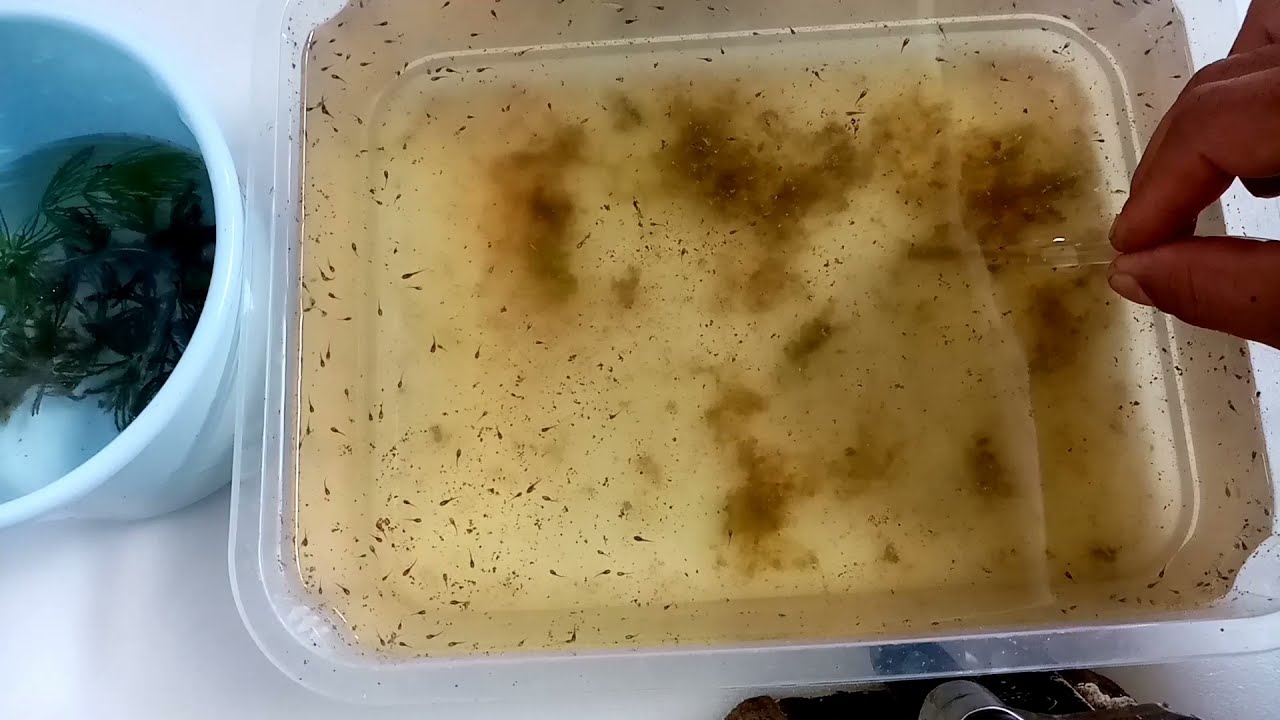 How to clean baby betta fry dirty water
