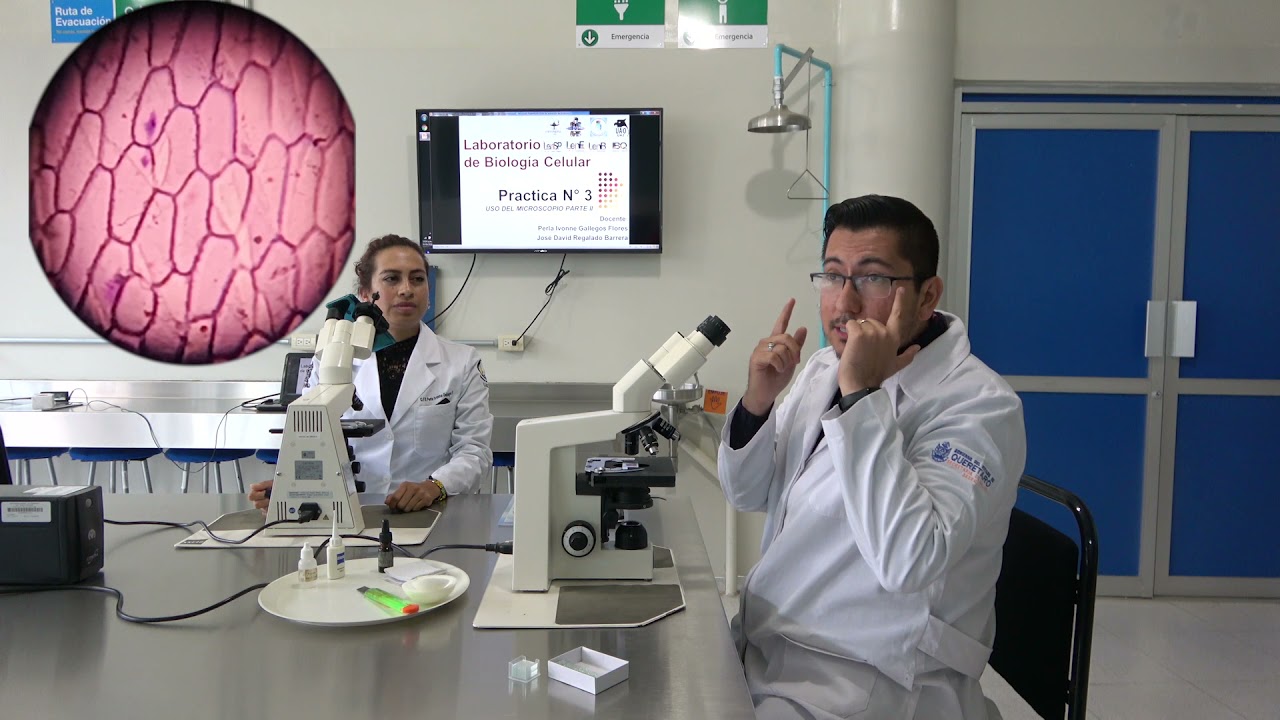 Práctica 3 Uso de microscopio 2 (David Regalado) 2021