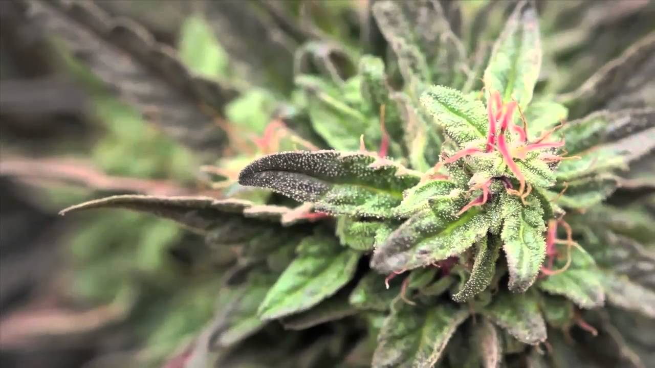 Jorge Cervantes: Medical Marijuana Outdoor Gardens Tour - 10lb.+ MEGA Plants!!