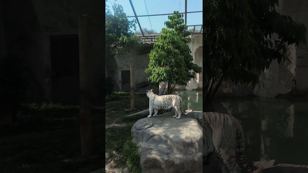 Tigre blanco en Parque de las leyendas - Huachipa.