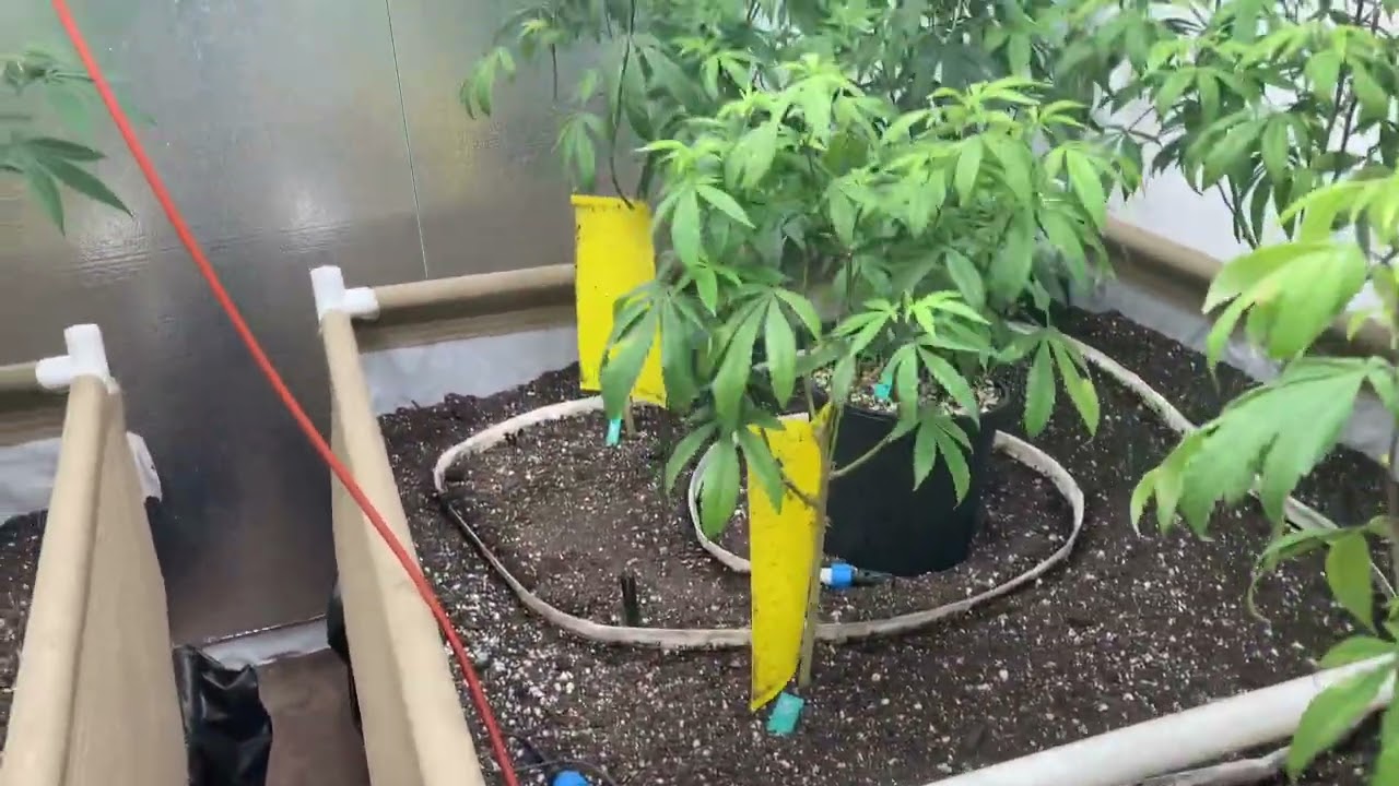 No Till / Living soil cannabis.