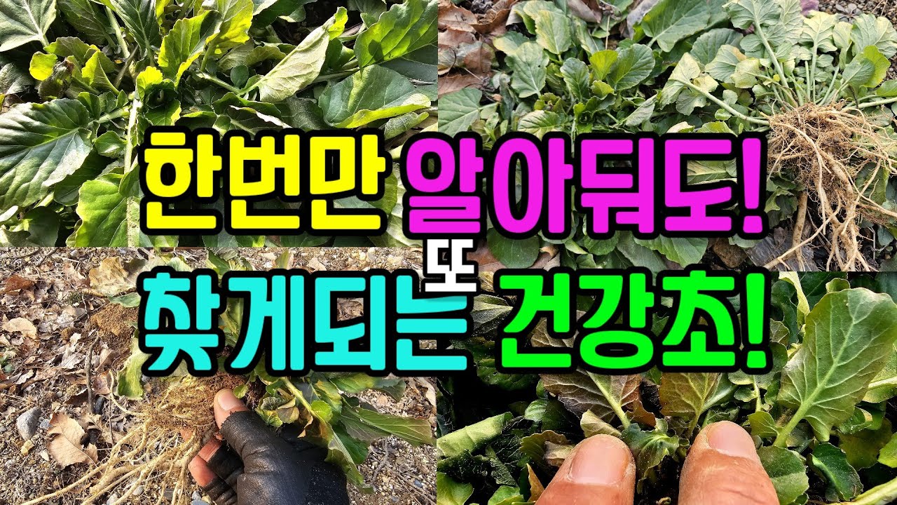 한번만 알아둬도 또 찾게 되는 건강초! 음식이 곧 약입니다! 자연의 맛과 건강함을 즐겨 보세요!