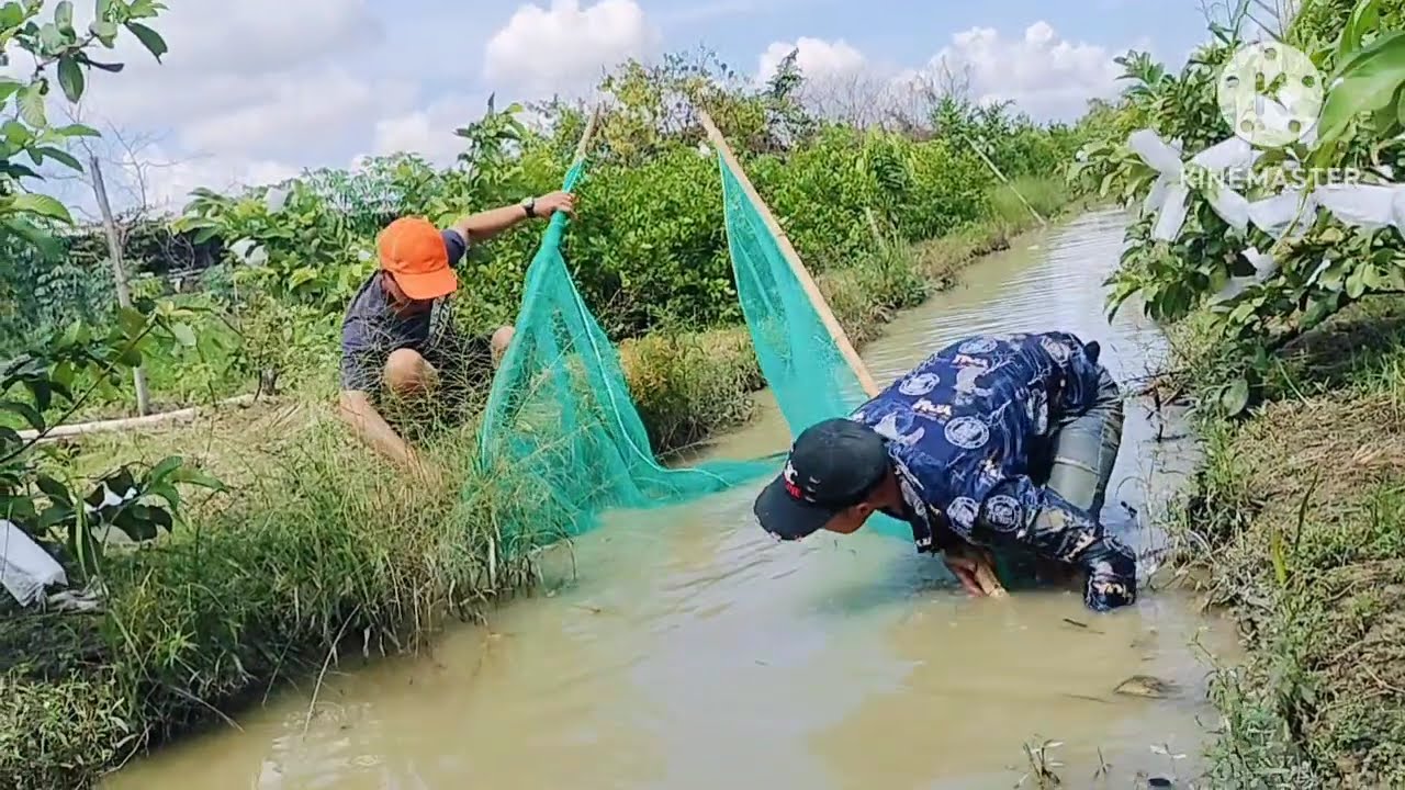Quê em trà ôn| Lần đầu tiên kéo lưới bắt cá mà dính được ếch|