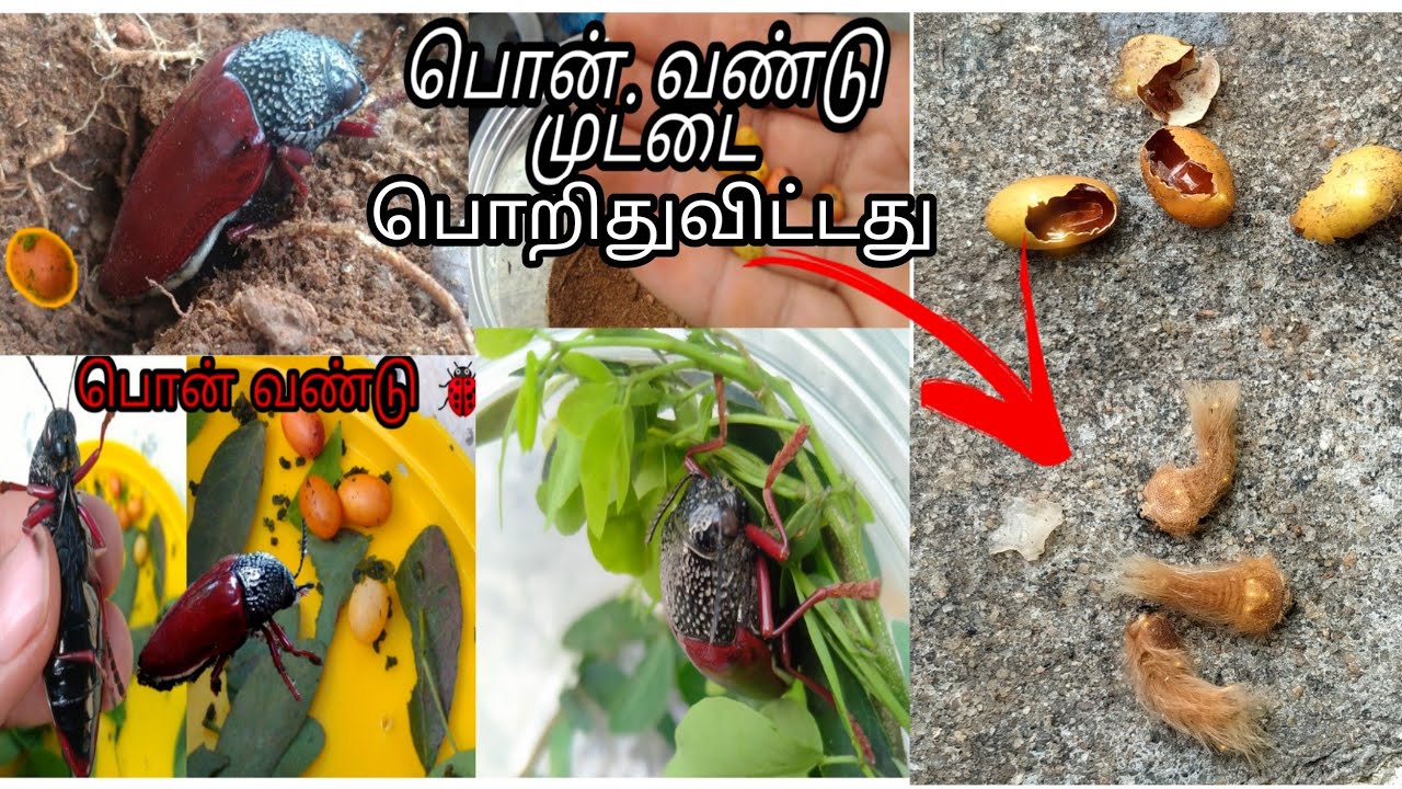 #Ponvandu #பொன்வண்டு /பொண்வண்டு முட்டை💭 பொரித்து விட்டது🐞🐞 👍🏻/Ponvandu egg hatches 🥚🐛🥚🐞