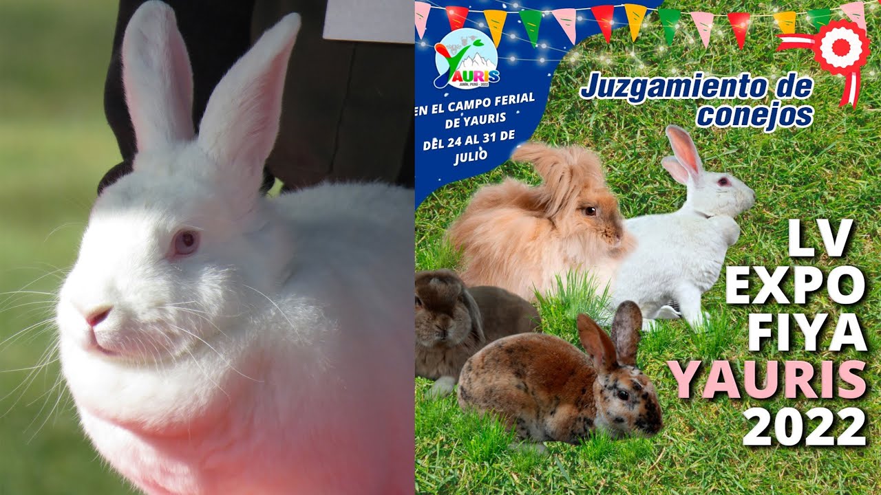 Juzgamiento de conejos - I PARTE - EXPO FIYA YAURIS 2022- HUANCAYO