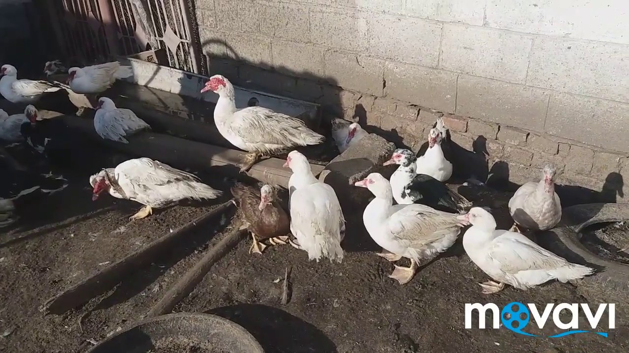 Мускусные утки / индоутка / шипуны / muskovy duck / duck / ducks