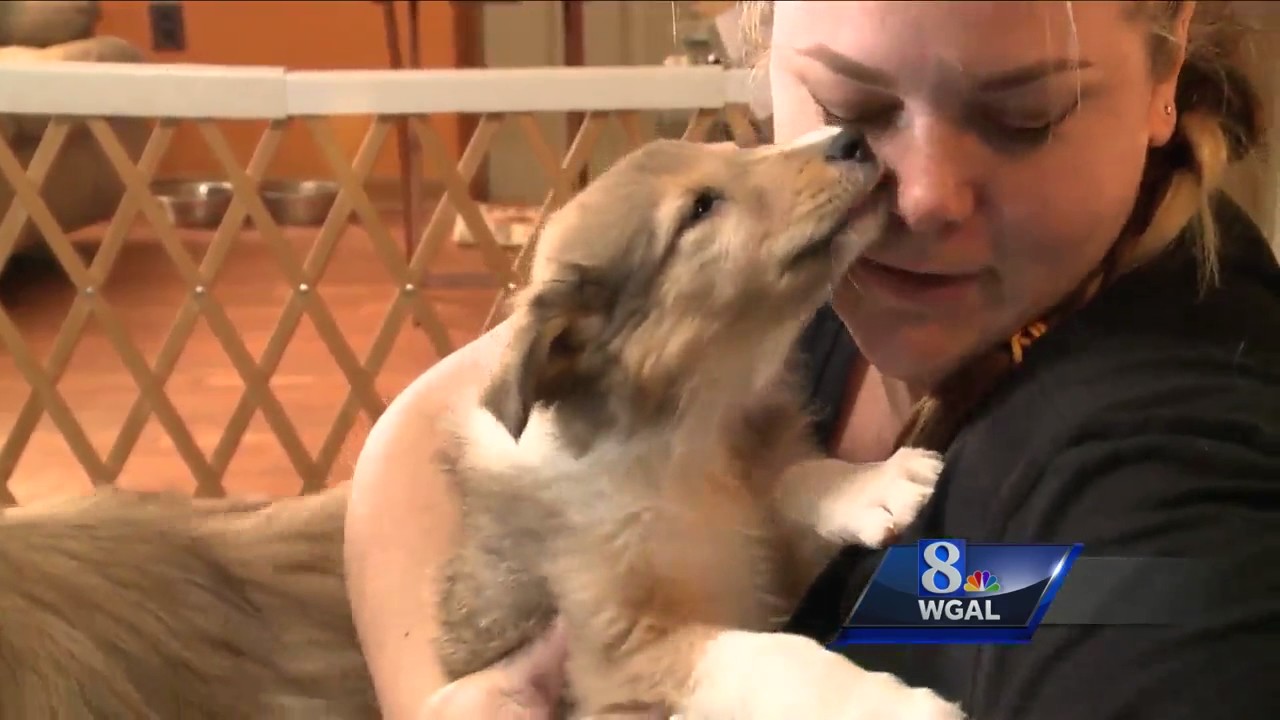 Puppy Scam: Con-artist steals pictures of for-sale pups, poses as owner