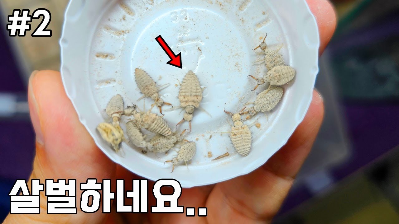 #2) 불개미군단에게 리얼 개미지옥방을 만들어 주었는데....끔찍한 상황이...ㅠㅠ with폐장선언