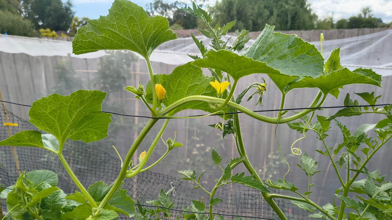 A Meander in My Summer Vegetable Garden, Plants are Loving Our Warm Weather - Reverse Homesteading
