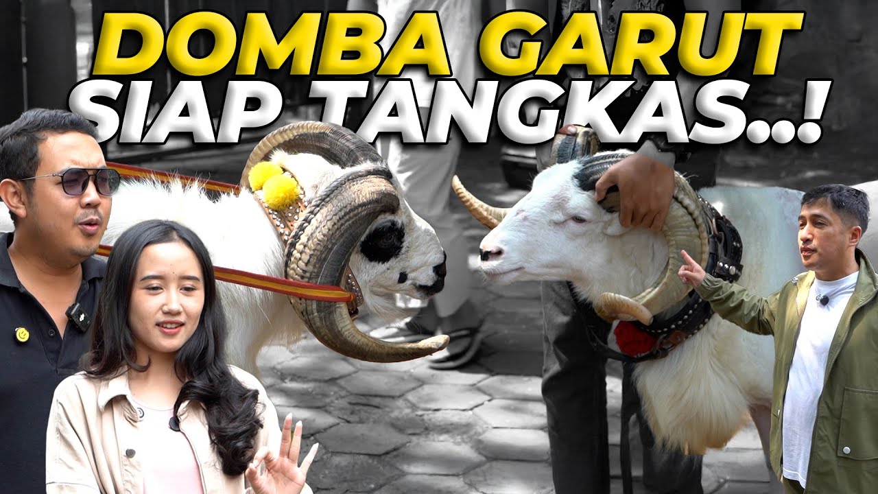 STOP Membuat Kesalahan Ini Saat Memilih Domba Garut!