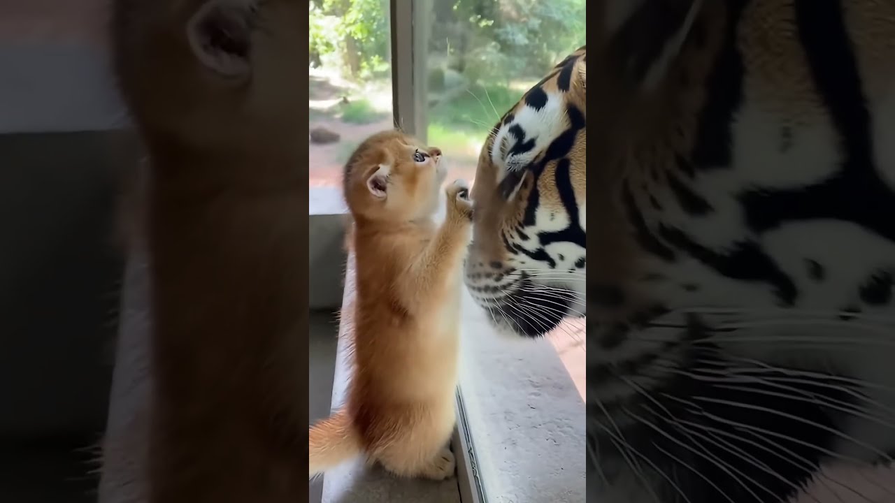 😱A Kitten Fell Into the Tiger’s Enclosure#animals #animallovers #heartwarming #wholesome #cat