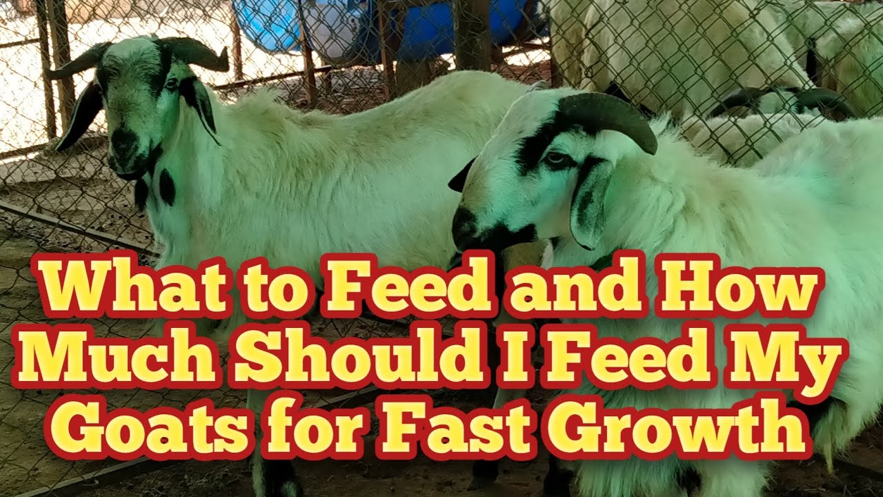 Feeding Sheep and Goat in Stall Feeding System # AP & TS Sheep and Goat Farming Tips.