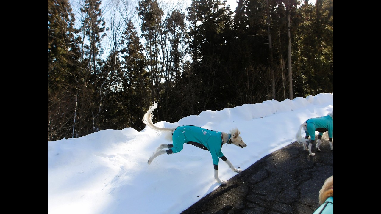 野生のお友達に聞こえるように🐾🐾（Saluki）