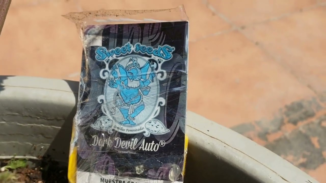 Харв Dark Devil Auto Sweet Seeds 51 день от Мария Любит Хуана #sweetseeds#darkdevil#seedsauto