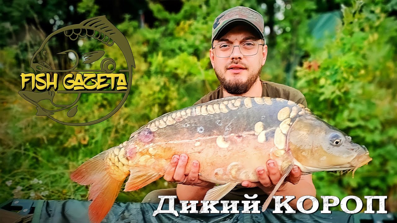 Український карпфішінг на дикарі, в завоз корабликом! Мальовниче озеро в молодих дубках.