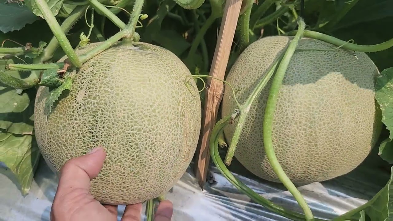 Melon Terbaru dari Benih Pertiwi 2025