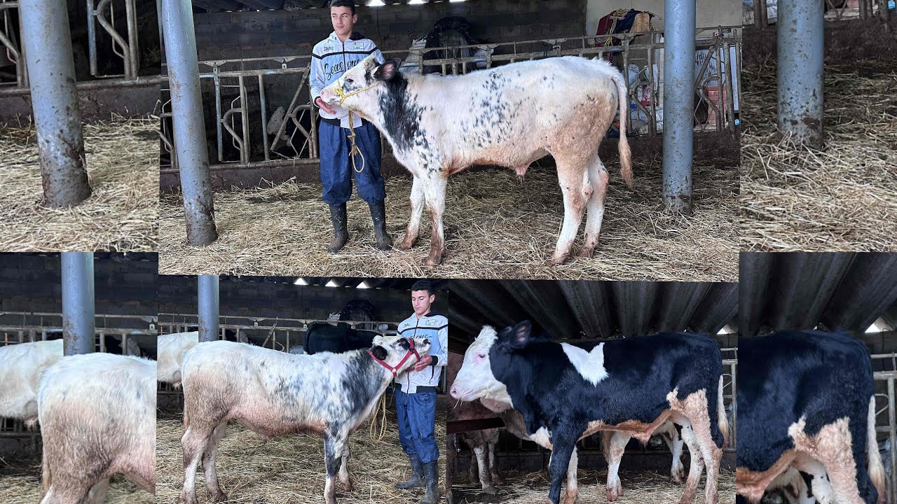 4 العجول للبيع عند سي بنعيسى نواحي تيفلت .مرحبا بالجميع ،التواصل 06.66.67.45.08