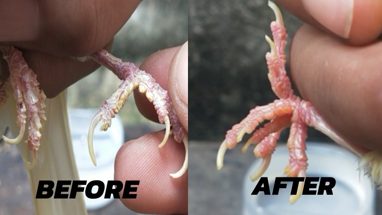 WAJIB COBA !!! CARA MENGOBATI KAKI KENARI JAMURAN DAN KAPALAN