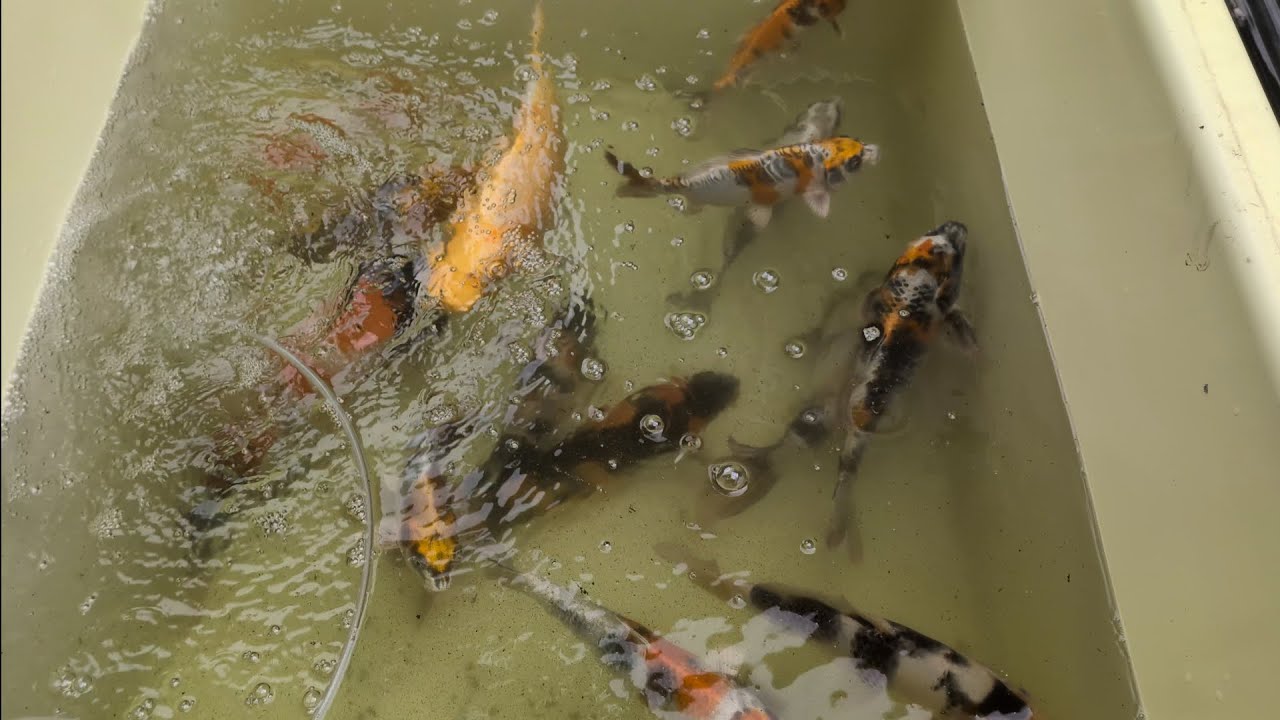 いざ、検寸！錦鯉　成長したの？（後編）#koi #錦鯉#nishikigoi 