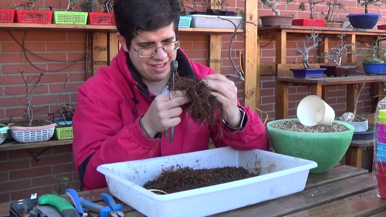 Trasplante - separación de Higuera (Ficus Carica) prebonsai (26/02/2017)