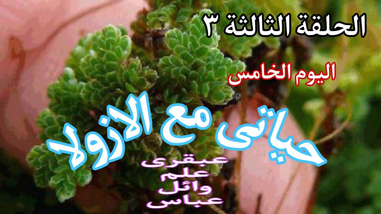 الازولا الحلقة الثالثة