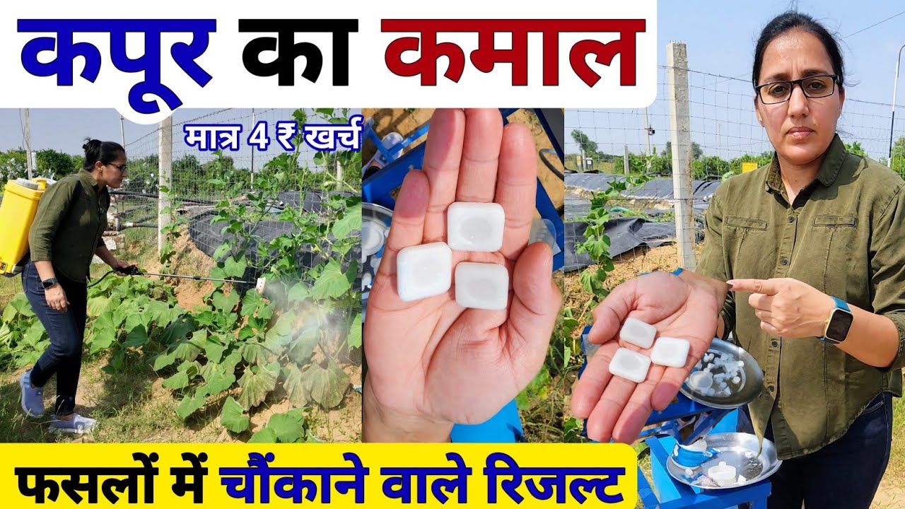 खेती में कपूर का कमाल । Best Organic Fungicide & Insecticide | October me konsi sabji lagaye | kheti