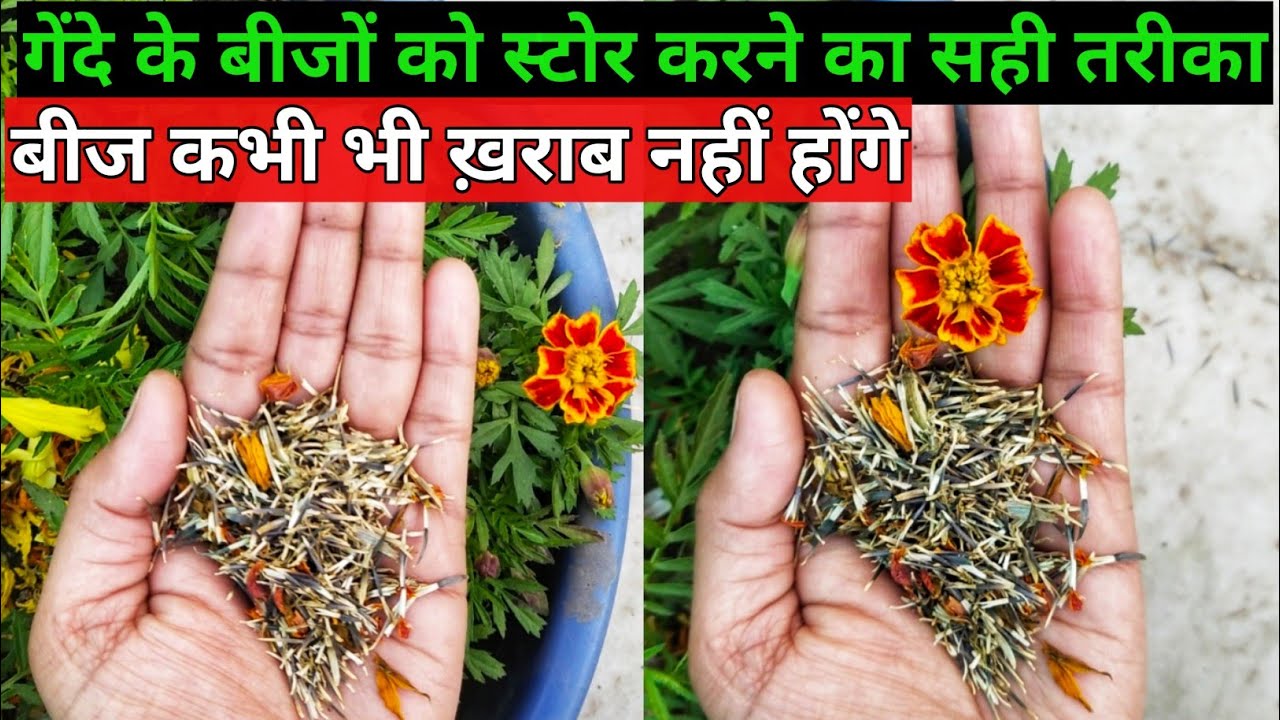 गेंदे के बीजों को स्टोर करने का सही तरीका.How collect & store marigold plant seeds.Marigold flower.