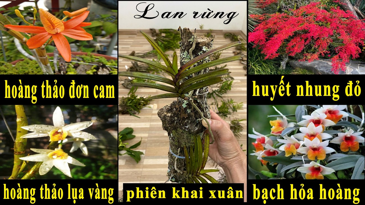 Lan rừng tối 25/02/2026(ship30k)Huyết nhung đỏ, đơn cam, lụa vàng, bạch hỏa hoàng đẹp I 070.611.5694