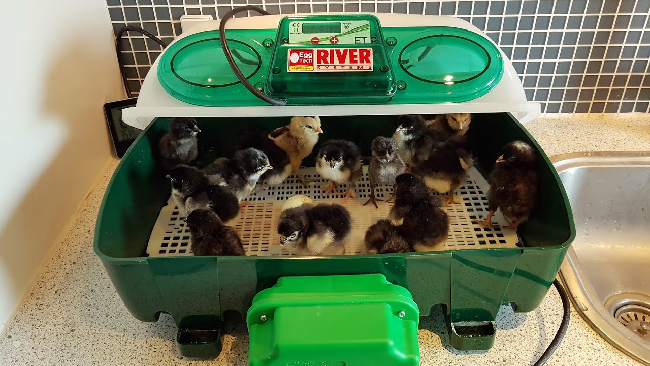 Danish speech. Incubation of eggs in incubator. Candling of hatching eggs. Chickens & hens tips ect.