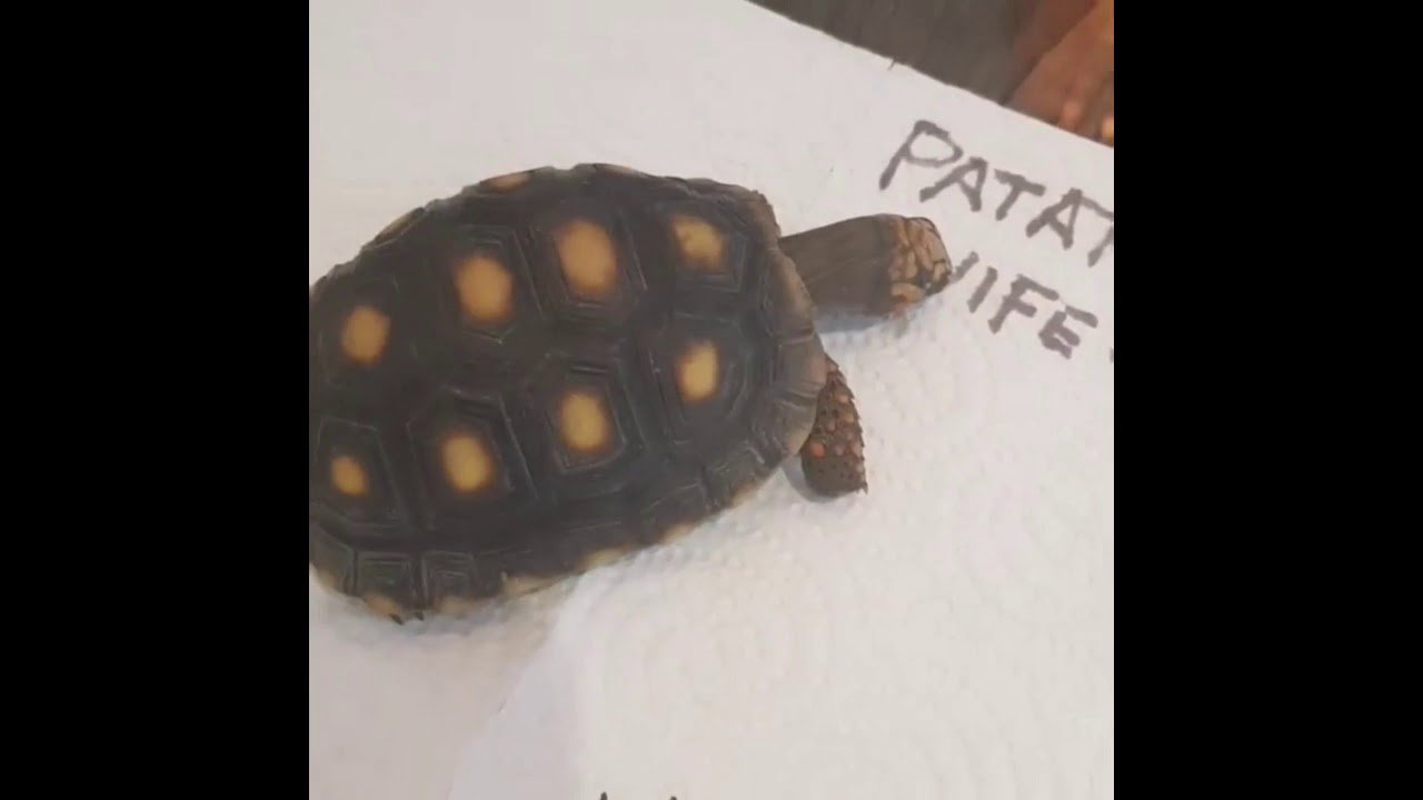 Nico Bolzico And Patato Funny Moments Together