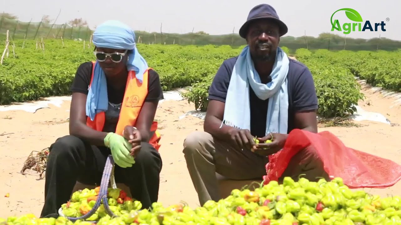 Le piment, un atout majeur dans l'Agrobusiness au Senegal. C'est ce M. Seck vivant en Italie a compr