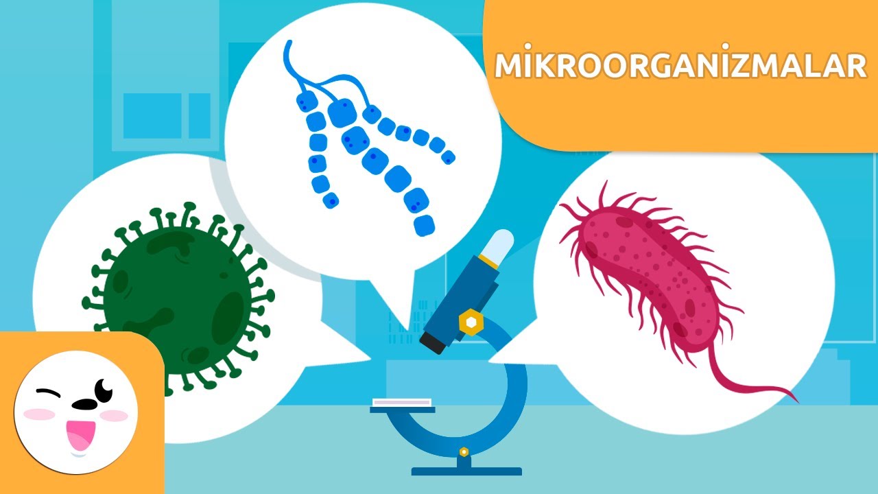 Mikroorganizmalar nelerdir? - Çocuklar için bakteriler,virüsler, mantarlar