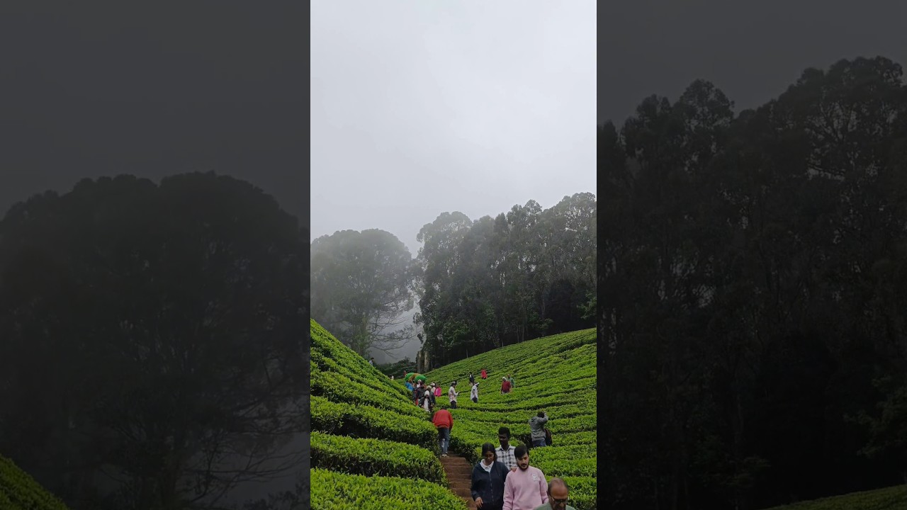 Tea Estate Ooty 🍃 #nature #naturephotography #cinematic #ooty #tamilnadutourism #rainyday #shorts