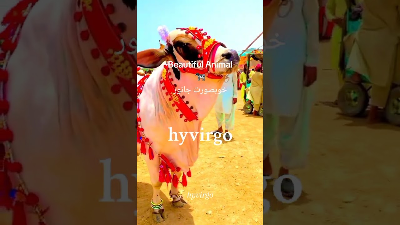#animal #cow #altar #sacrifice #slaughter #janvar #gaaey #qurban #qurbangah #qurbani #eid2024 🐄
