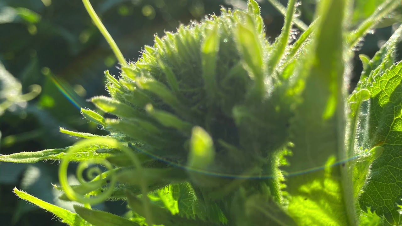 How to grow big Buds