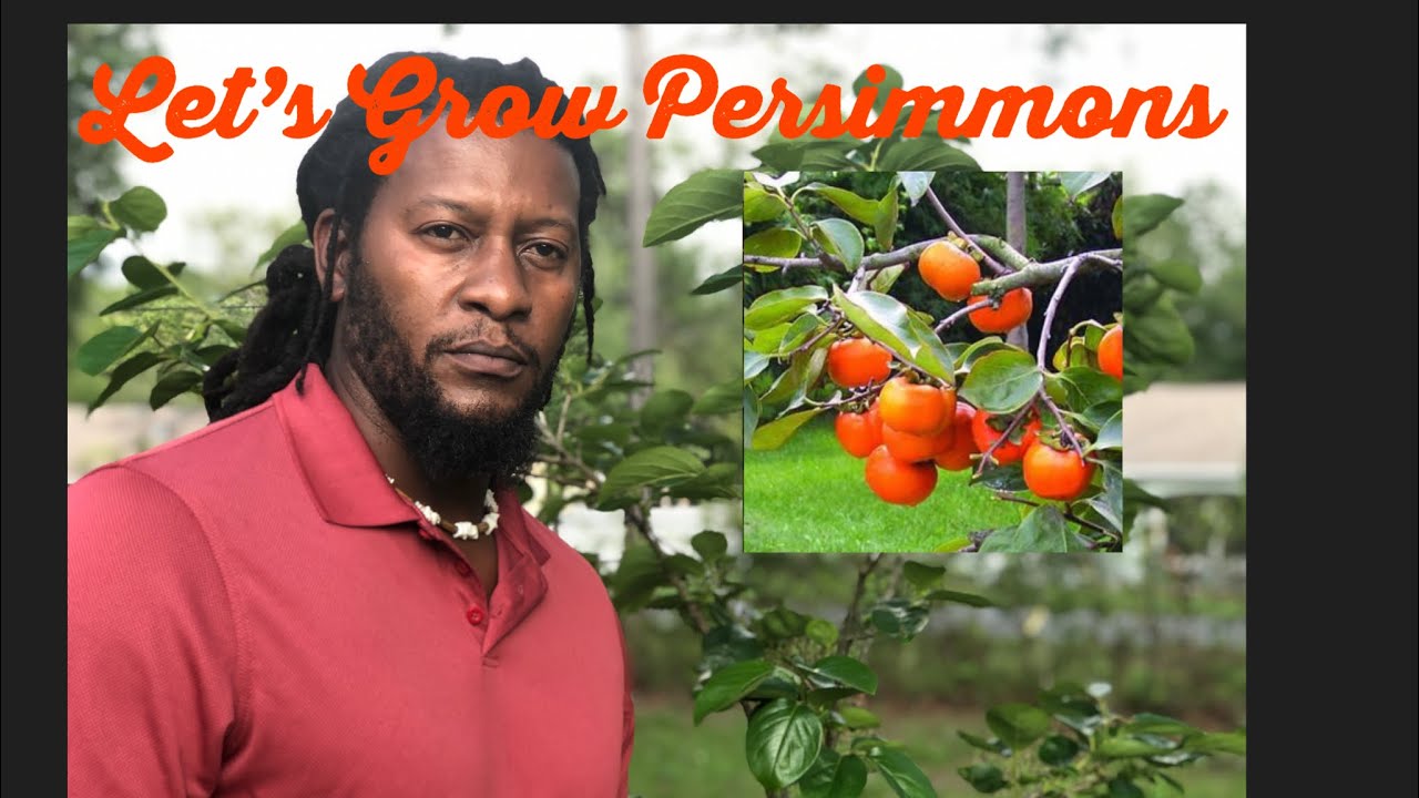 Growing your Persimmon Trees