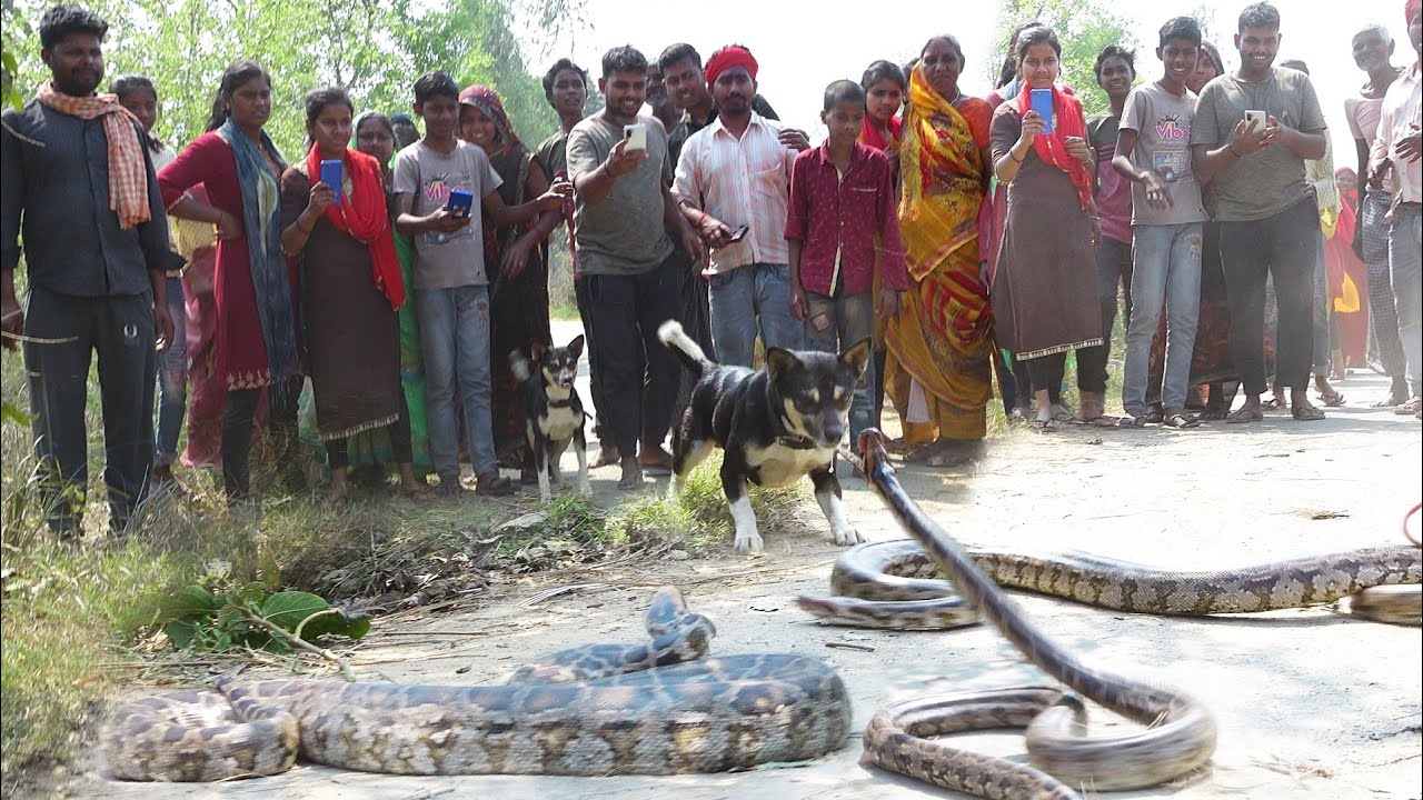 एक साथ इतने सारे अजगर सांपों को रेस्क्यू करते समय, कैसे बाल बाल बचे मुरलीवाले हौसला...😱 Snake Rescue