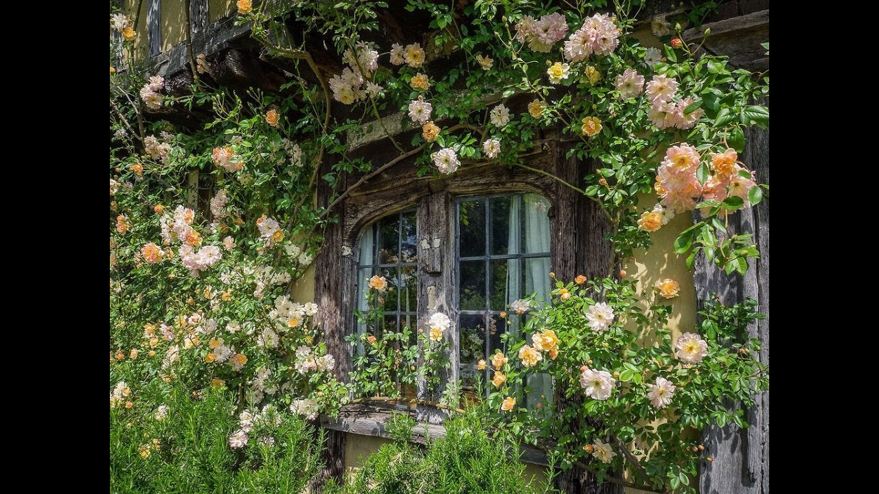 🧚‍♀️🍄Authentic Cottagecore Music for When You Want to Run in the Fields 🍄🧚‍♀️