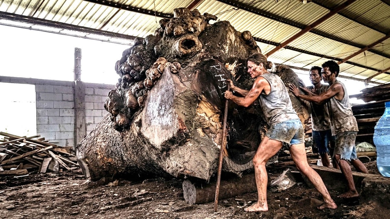 The Hardest Trembesi Tree Log Ever‼️ Extreme Horrible Root Wood Cutting🌲