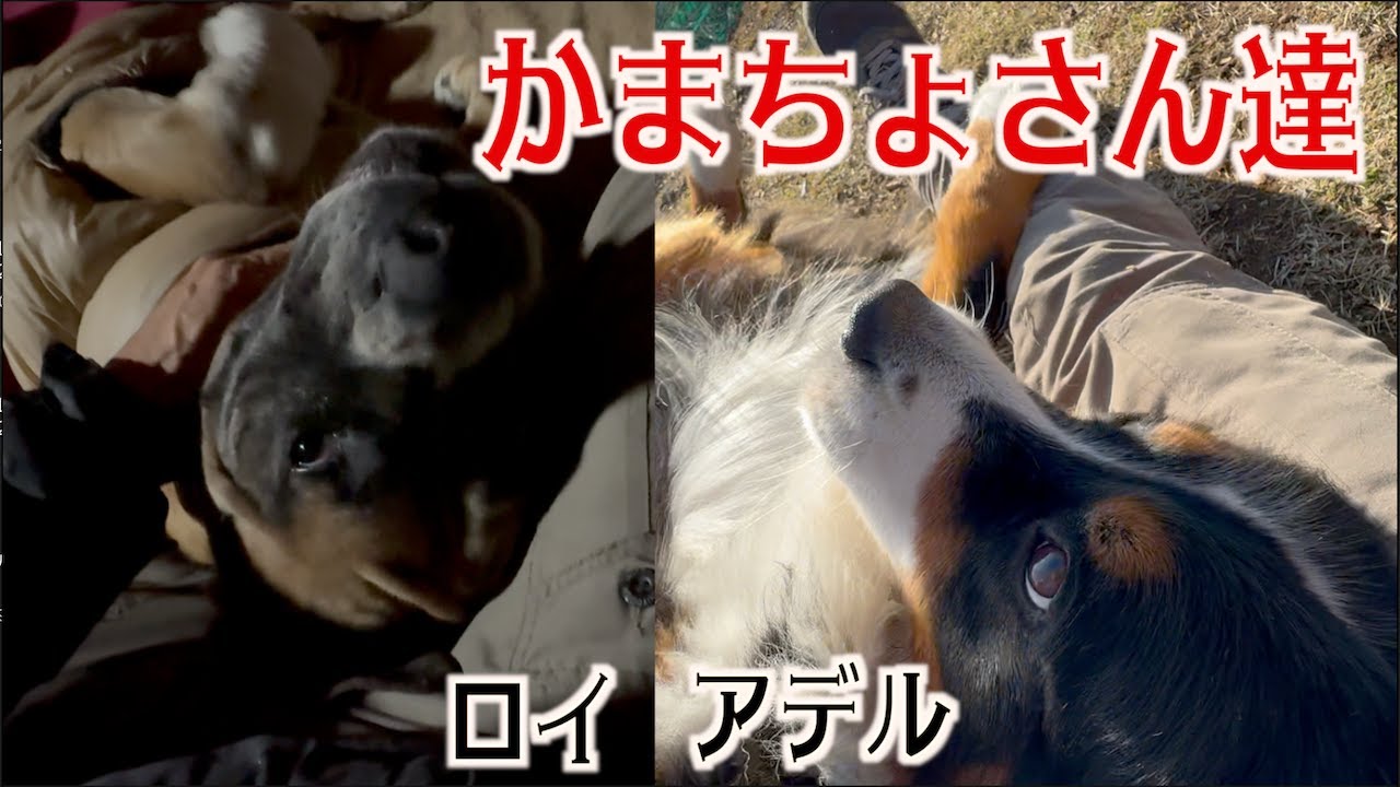 どうした？ロイおじ